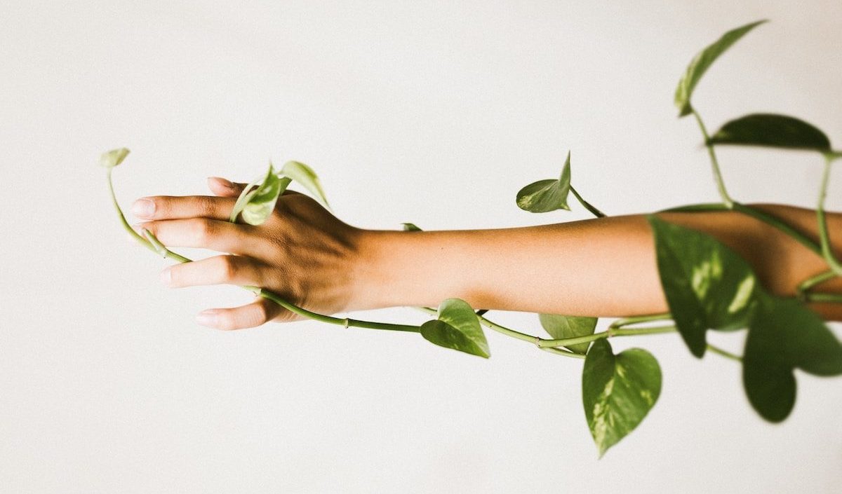 person holding ivy plant