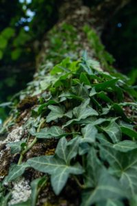 A tree trunk covered in green leaves and moss
