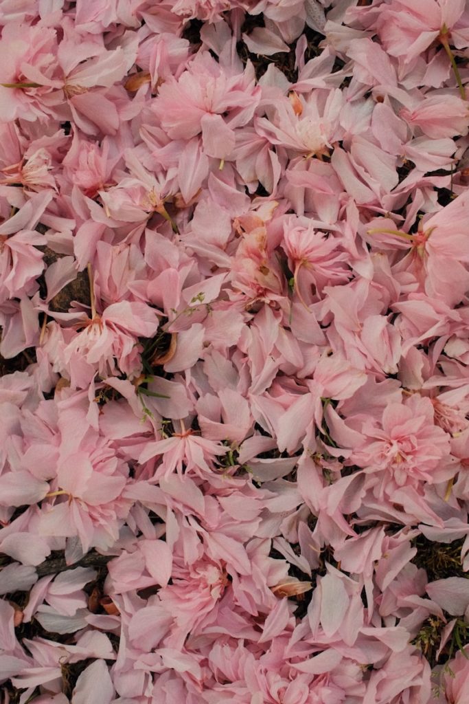 Fallen pink cherry blossoms cover the ground.