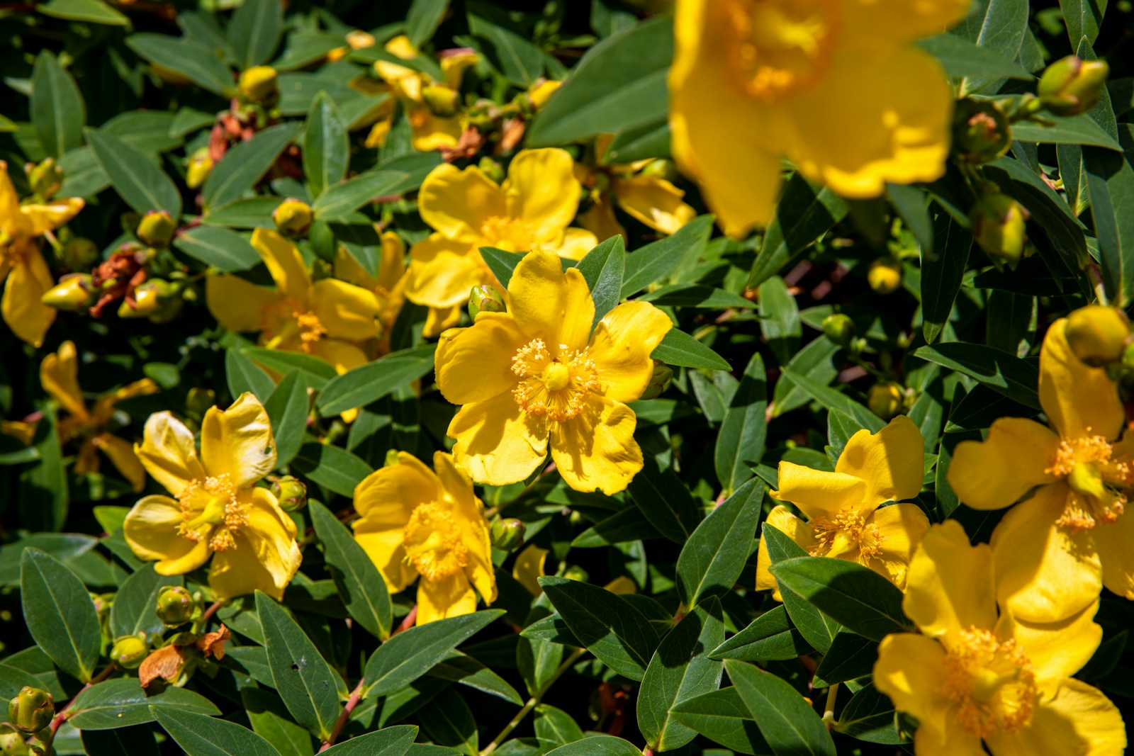 a bunch of yellow flowers that are in the grass