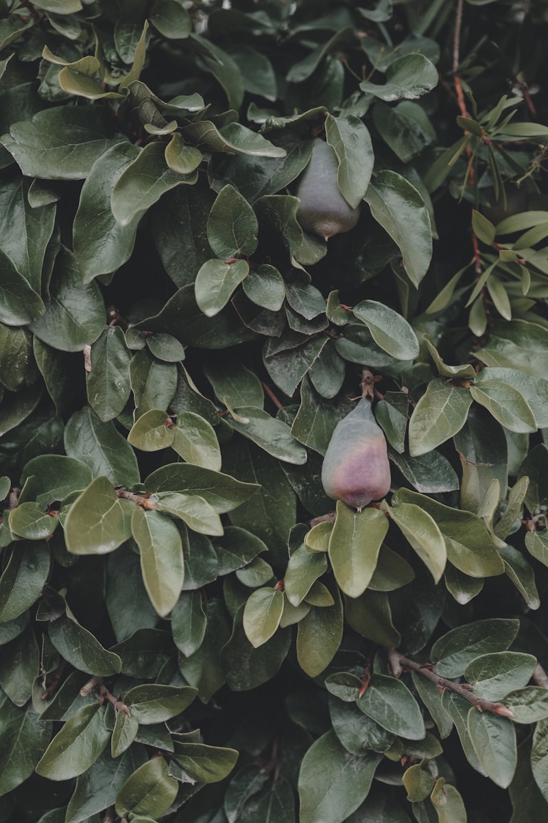 reconnexion au corps